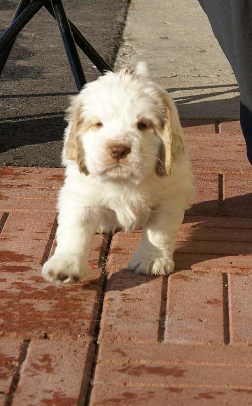 Spice_Twice_Sir_Galahad_6weeks_f