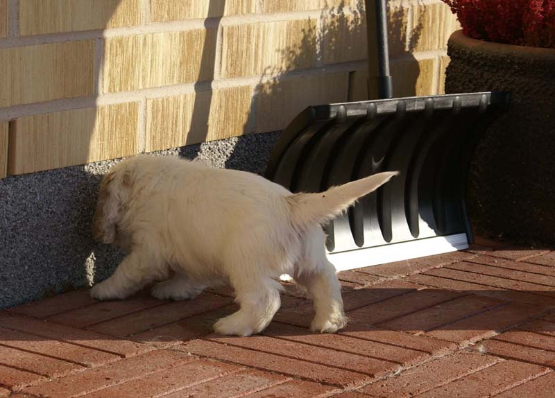 Spice_Twice_Sir_Galahad_6weeks_m