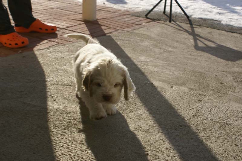 Spice_Twice_Sir_Galahad_6weeks_s