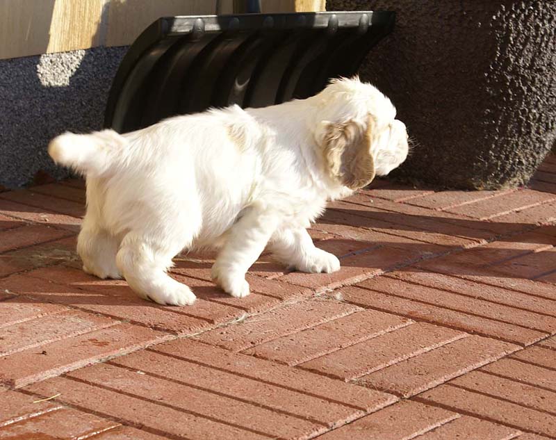 Spice_Twice_Sir_Galahad_6weeks_t