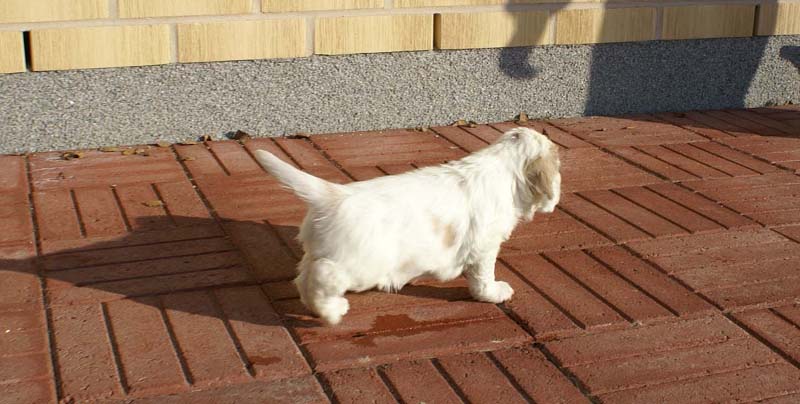 Spice_Twice_Sir_Lancelot_6weeks_a