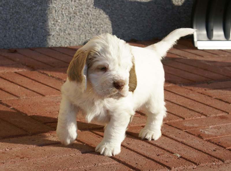 Spice_Twice_Sir_Lancelot_6weeks_b