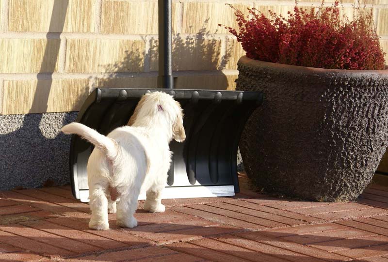 Spice_Twice_Sir_Lancelot_6weeks_c