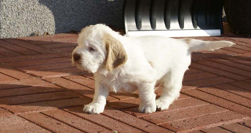 Spice_Twice_Sir_Lancelot_6weeks_d