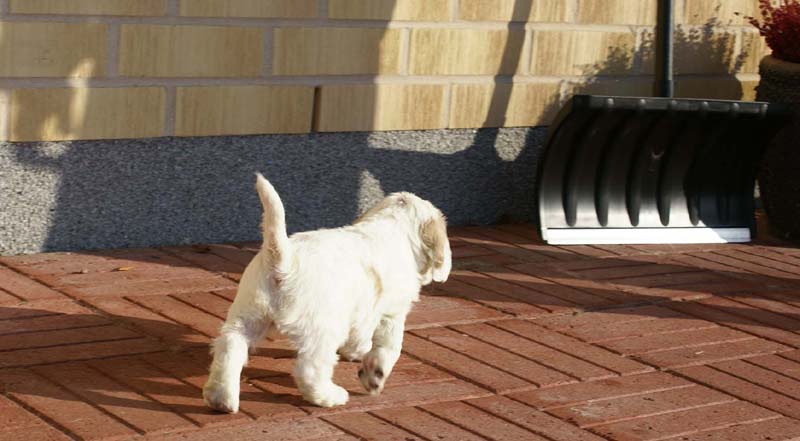 Spice_Twice_Sir_Lancelot_6weeks_e