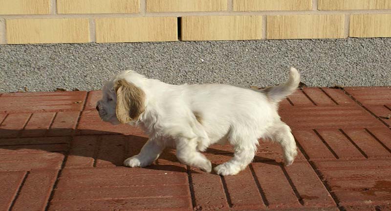 Spice_Twice_Sir_Lancelot_6weeks_f