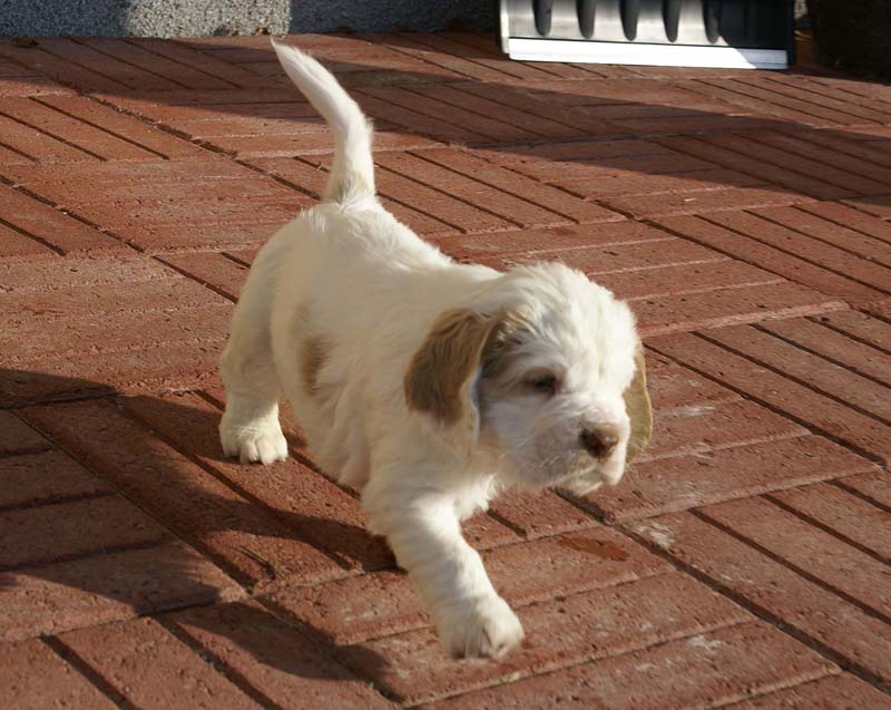 Spice_Twice_Sir_Lancelot_6weeks_h