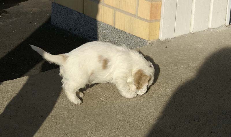 Spice_Twice_Sir_Lancelot_6weeks_k