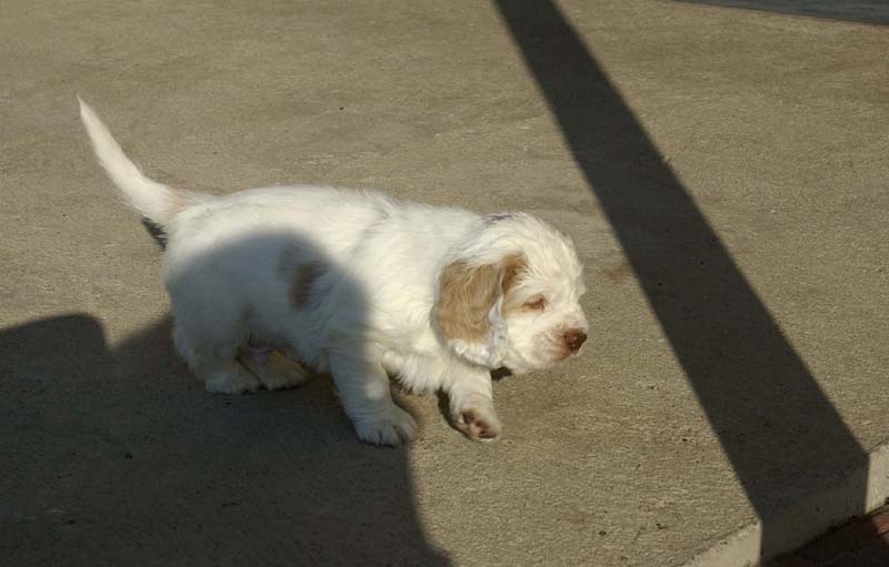 Spice_Twice_Sir_Lancelot_6weeks_l