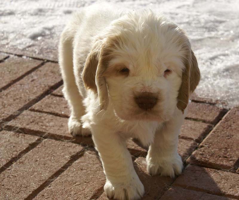 Spice_Twice_Sir_Lancelot_6weeks_m