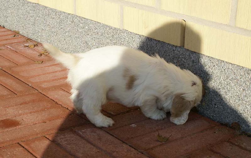 Spice_Twice_Sir_Lancelot_6weeks_o