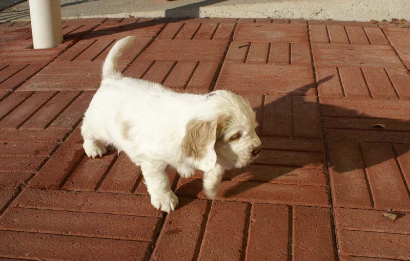 Spice_Twice_Sir_Lancelot_6weeks_p