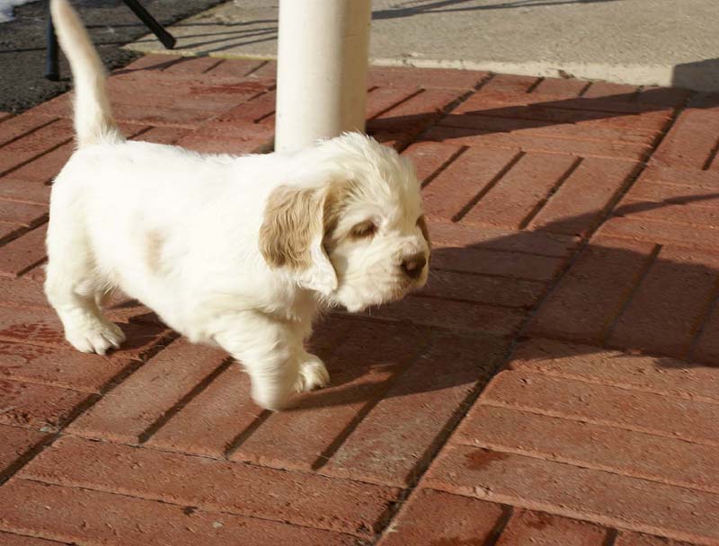 Spice_Twice_Sir_Lancelot_6weeks_s