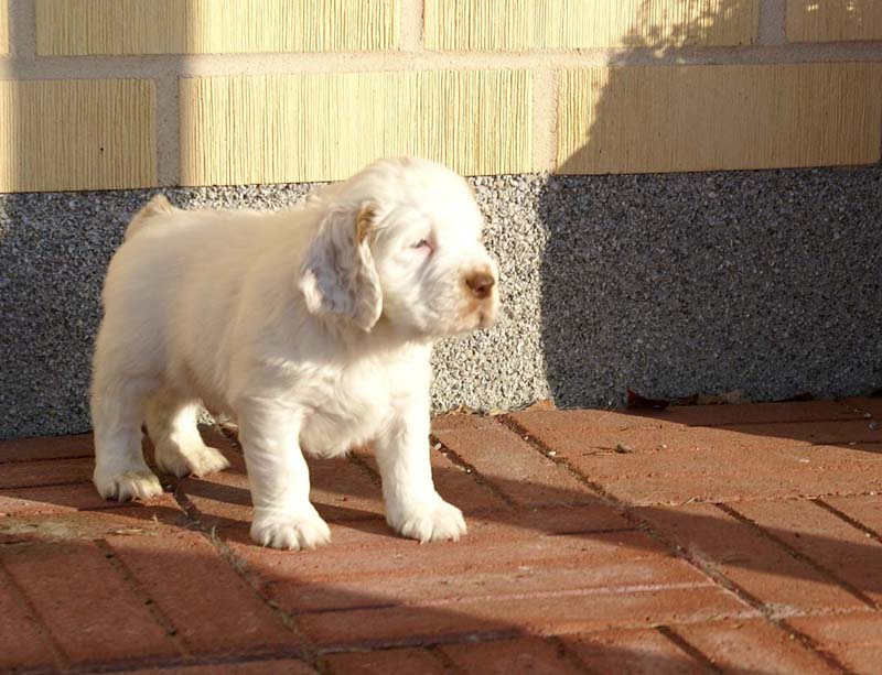 Spice_Twice_Sir_Percivale_6weeks_I