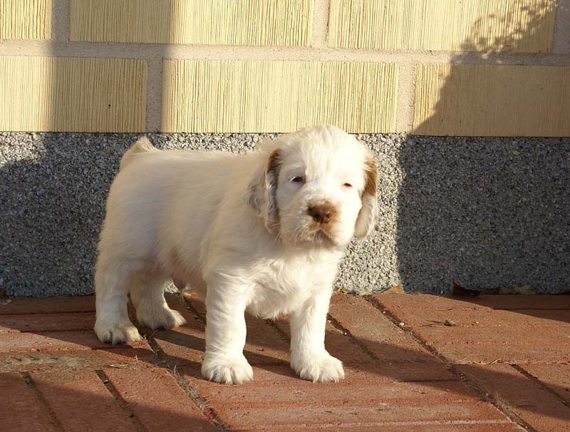 Spice_Twice_Sir_Percivale_6weeks_M