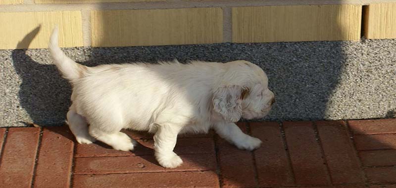 Spice_Twice_Sir_Percivale_6weeks_a