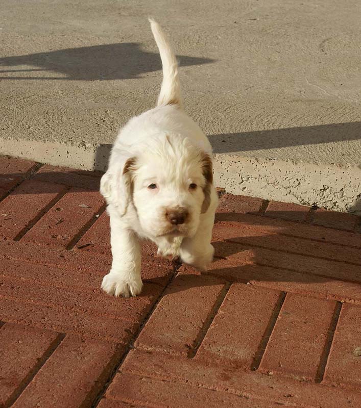 Spice_Twice_Sir_Percivale_6weeks_b