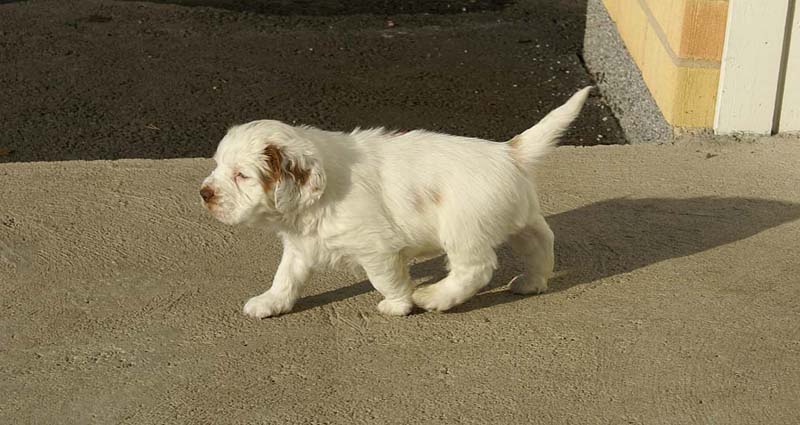 Spice_Twice_Sir_Percivale_6weeks_c