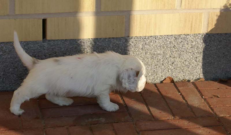 Spice_Twice_Sir_Percivale_6weeks_f