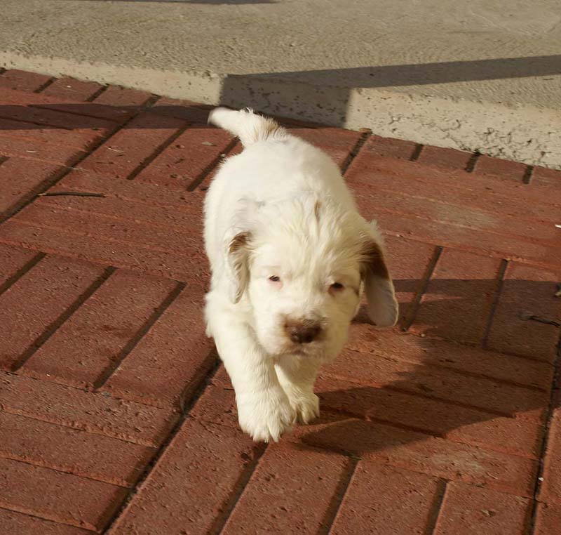 Spice_Twice_Sir_Percivale_6weeks_g