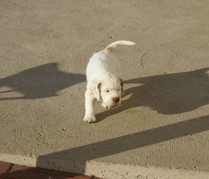 Spice_Twice_Sir_Percivale_6weeks_h