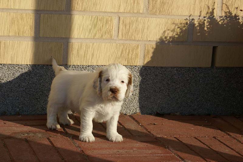 Spice_Twice_Sir_Percivale_6weeks_n