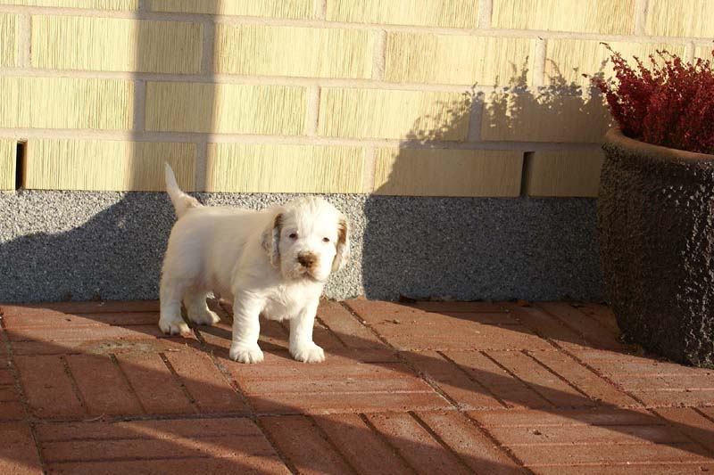 Spice_Twice_Sir_Percivale_6weeks_o