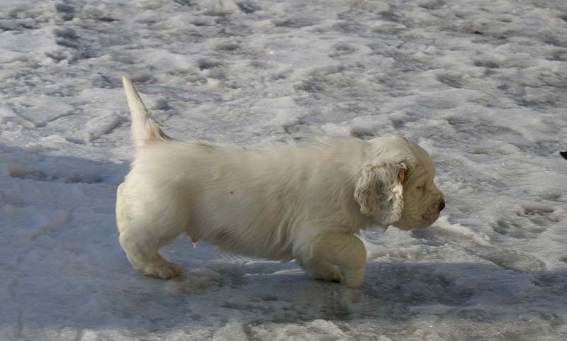 Spice_Twice_Sir_Percivale_6weeks_p