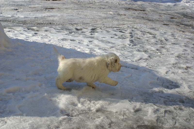 Spice_Twice_Sir_Percivale_6weeks_q