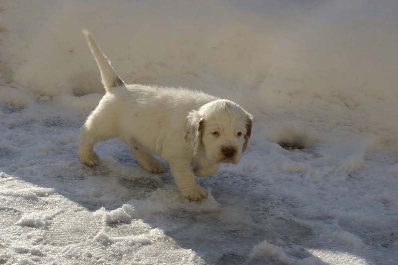 Spice_Twice_Sir_Percivale_6weeks_r