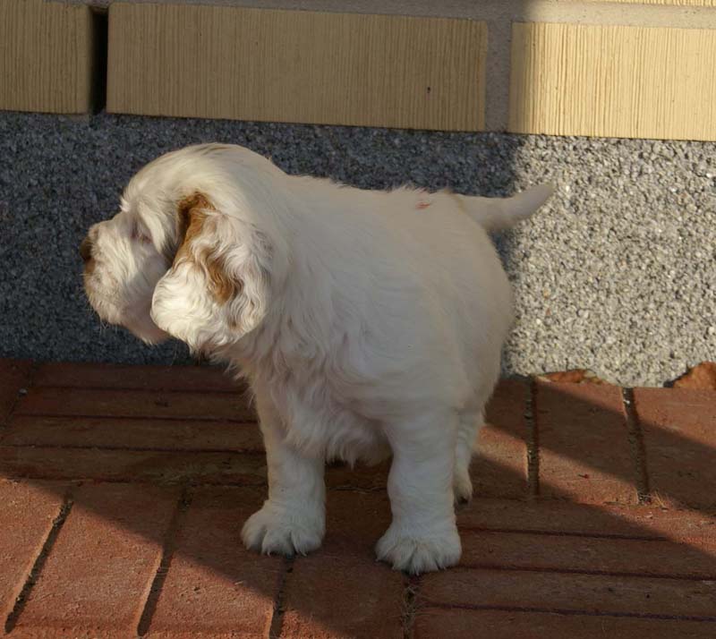 Spice_Twice_Sir_Percivale_6weeks_s