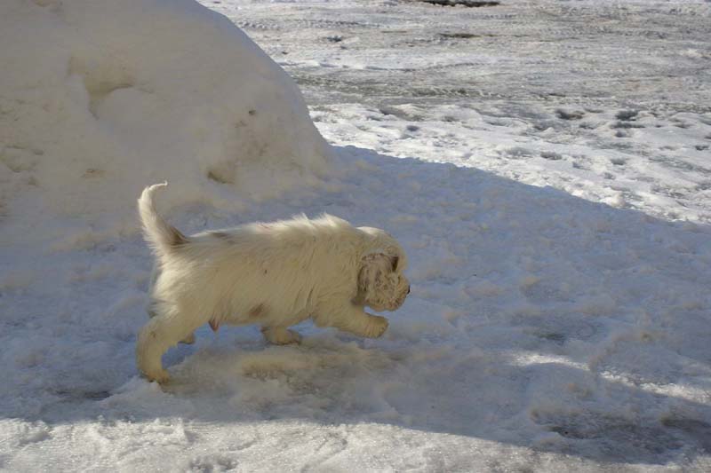 Spice_Twice_Sir_Percivale_6weeks_v