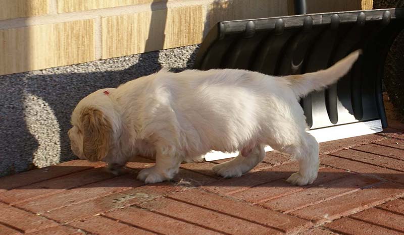 Spice_Twice_Sir_Tristan_6weeks_c