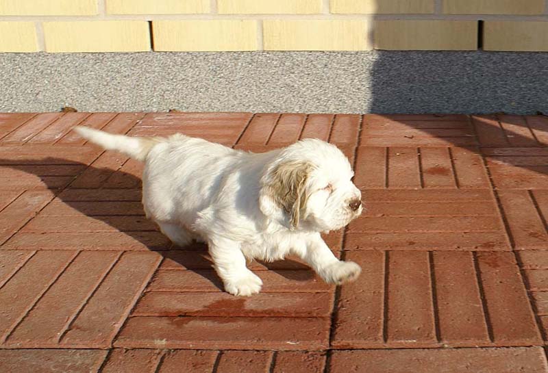 Spice_Twice_Sir_Tristan_6weeks_e