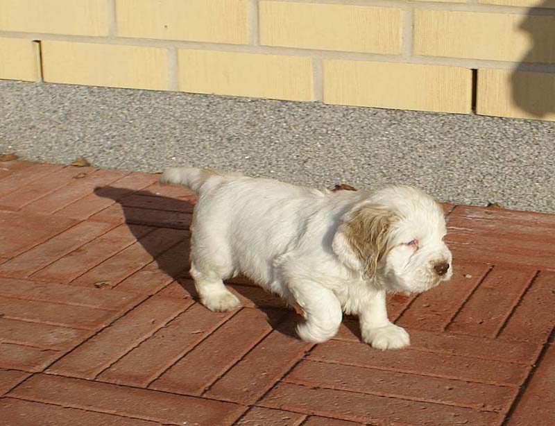 Spice_Twice_Sir_Tristan_6weeks_f