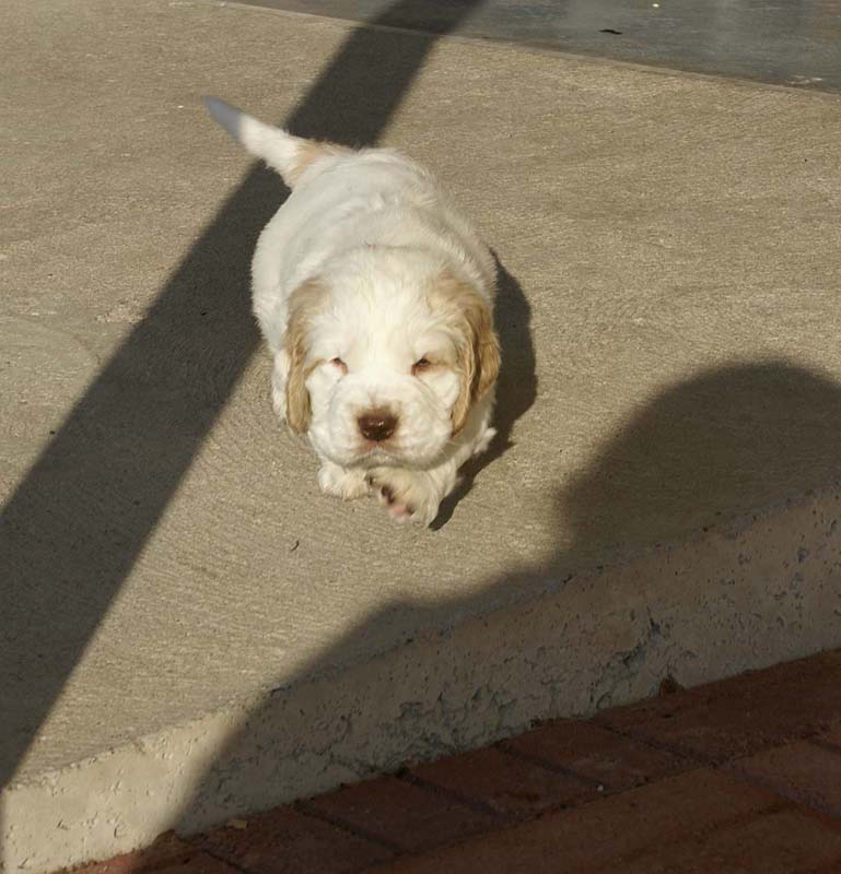 Spice_Twice_Sir_Tristan_6weeks_h