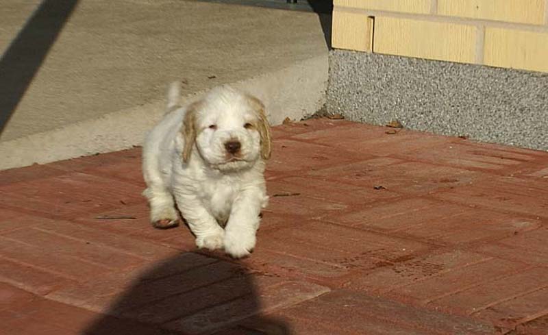 Spice_Twice_Sir_Tristan_6weeks_k