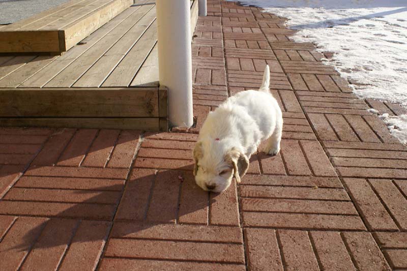 Spice_Twice_Sir_Tristan_6weeks_m