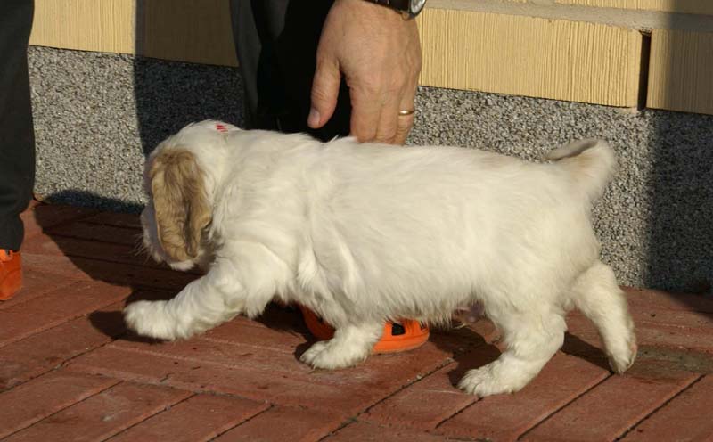 Spice_Twice_Sir_Tristan_6weeks_p