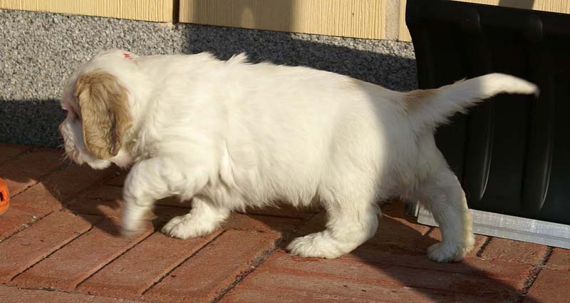 Spice_Twice_Sir_Tristan_6weeks_v