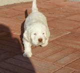 Spice_Twice_Sir_Bors_de_Ganis_6weeks_z