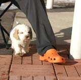 Spice_Twice_Sir_Galahad_6weeks_e