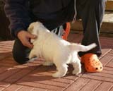 Spice_Twice_Sir_Galahad_6weeks_q