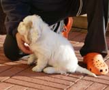 Spice_Twice_Sir_Galahad_6weeks_r