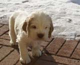 Spice_Twice_Sir_Lancelot_6weeks_r