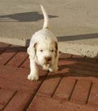 Spice_Twice_Sir_Percivale_6weeks_b