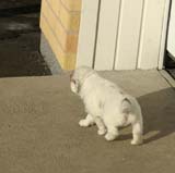 Spice_Twice_Sir_Percivale_6weeks_d