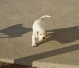 Spice_Twice_Sir_Percivale_6weeks_h