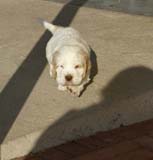 Spice_Twice_Sir_Tristan_6weeks_h