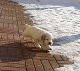 Spice_Twice_Sir_Tristan_6weeks_u